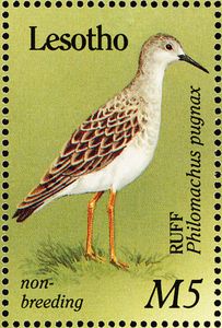 Ruff (Philomachus pugnax)