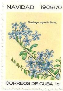 Plumbago capensis
