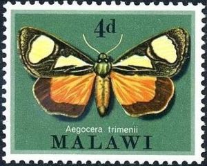 Trimen's False Tiger (Aegocera trimenii)