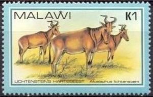 Lichtenstein's Hartebeest (Alcelaphus lichtensteinii)