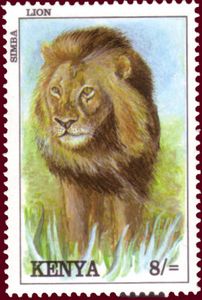 Lion (Panthera leo)
