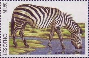 Plains Zebra (Equus quagga)