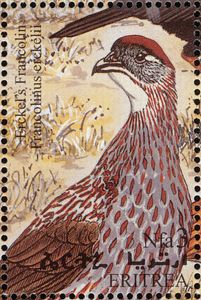 Erckel's Francolin (Francolinus erckelii)