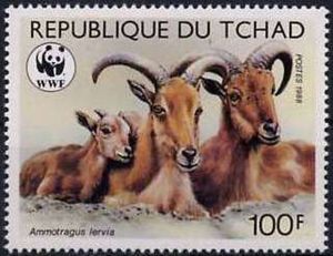 Aoudad (Ammotragus lervia)