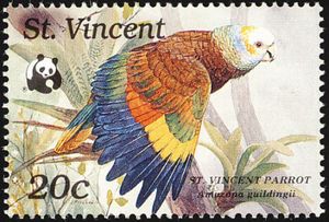 St. Vincent Parrot (Amazona guildingii)