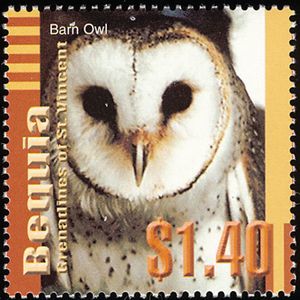 Barn Owl (Tyto alba)