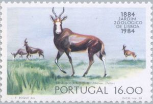 Bontebok (Damaliscus pygargus)