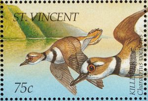 Killdeer (Charadrius vociferus)