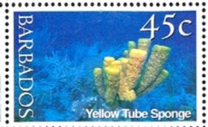 Yellow Tube Sponge (Aplysina fistularis) 
