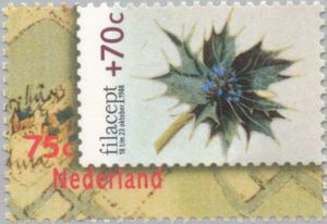 Sea Holly (Eryngium Maritimum)