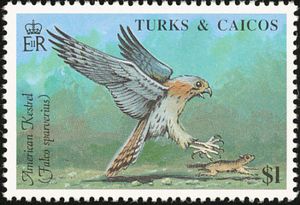 American Kestrel (Falco sparverius)