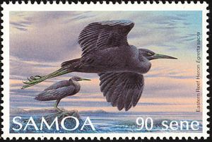 Eastern Reef Heron (Egretta sacra)