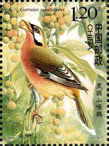 Snowy-cheeked Laughingthrush (Garrulax sukatschewi)