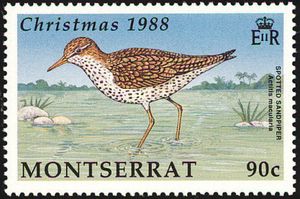 Spotted Sandpiper (Actitis macularius)