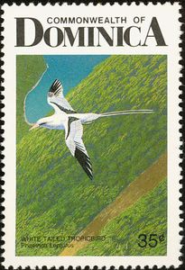 White-tailed Tropicbird (Phaethon lepturus)