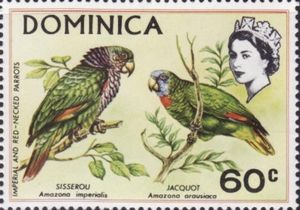 Imperial Parrot (Amazona imperialis), Red-necked Prrot (Amaz