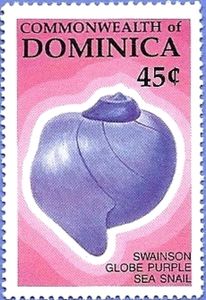 Purple Sea Snail  (Janthina sp.) 