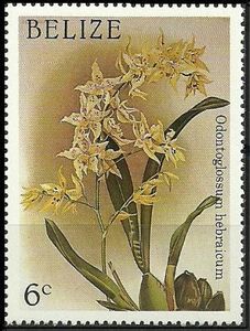 Odontoglossum hebraicum