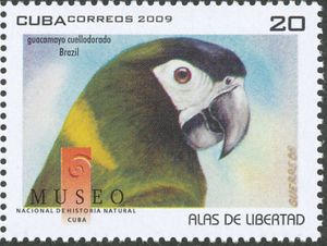 Golden-collared Macaw (Primolius auricollis)
