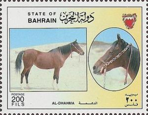 "Al-Dhahma" (Equus ferus caballus)