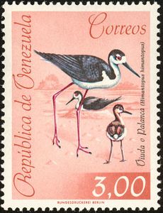Black-necked Stilt (Himantopus himantopus)