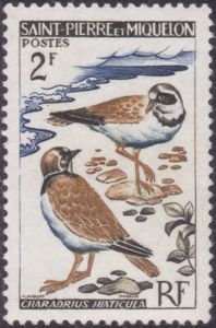 Common Ringed Plover (Charadrius hiaticula)