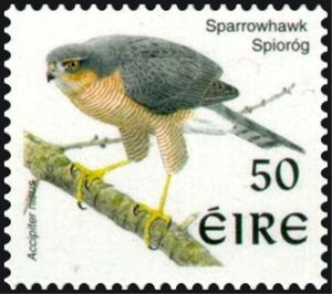 Eurasian Sparrowhawk (Accipiter nisus)