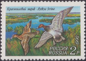 Common Pochard (Aythya ferina)