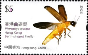 Hong Kong Bent-winged Firefly (Pteroptyx maipo)
