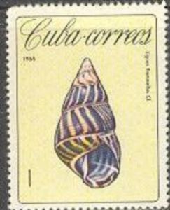 Tree Snail (Liguus flammellus)