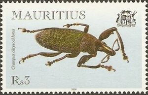 Weevil (Cratopus chrysochlorus)