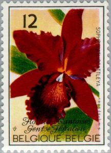 Sophrolaeliocattleya Riffe "Burlingame"