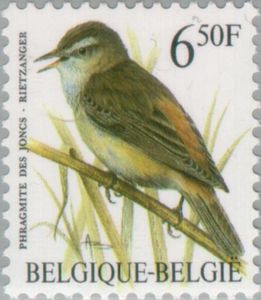 Sedge Warbler (Acrocephalus schoenobaenus)