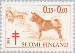 Finnish Spitz (Canis lupus familiaris)