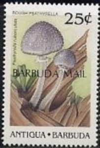 Rough Psathyrella (Psathyrella tuberculata) - Overprinted