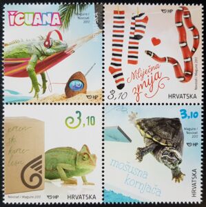 Green Iguana (Iguana iguana) in a Hammock with Headphones