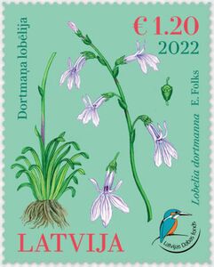 Water Lobelia (Lobelia dortmanna)