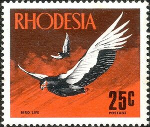 Bateleur Eagle (Terathopius ecaudatus)