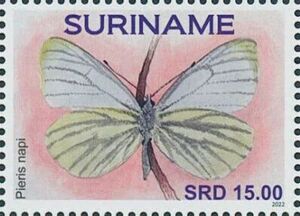 Green-veined White (Pieris napi)