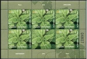 Stinging Nettle (Urtica dioica)