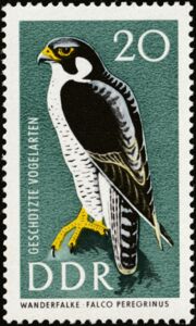Peregrine-Falcon-Falco-peregrinus.jpg
