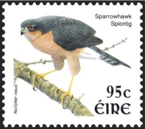 Eurasian Sparrowhawk (Accipiter nisus)