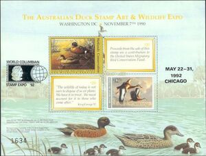 Chestnut teal (Anas castanea)