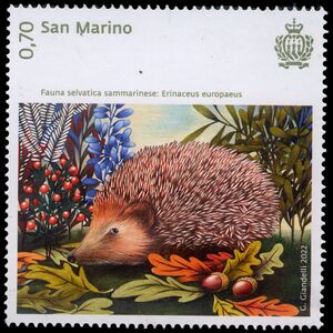 West European Hedgehog (Erinaceus europaeus)