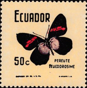 Pereute Butterfly (Pereute leucodrosime)