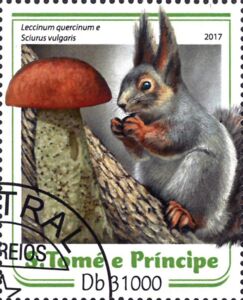 Leccinum quercinum, Sciurus vulgaris