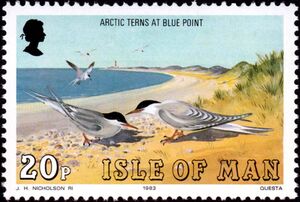Arctic Tern (Sterna paradisaea), Blue Point