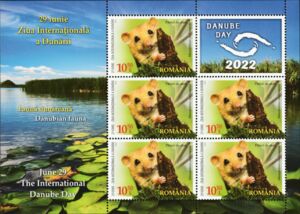 Hazel Dormouse (Muscardinus avellanarius)