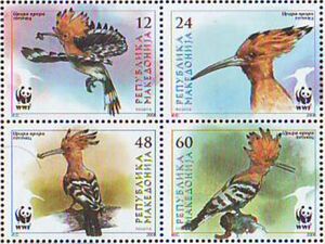 Eurasian Hoopoe (Upupa epops)