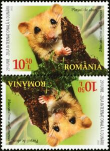 Hazel Dormouse (Muscardinus avellanarius)